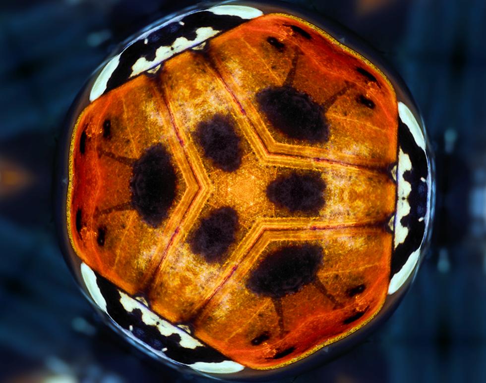 Bug Bauble - David Gothard